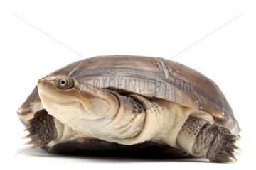Helmeted turtle in studio