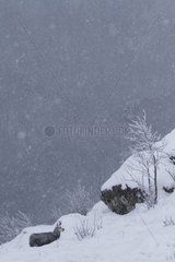 Chamois in a snowstorm in winter Vosges France