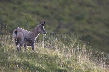 Chamois in a mountain pasture in summer Vosges France