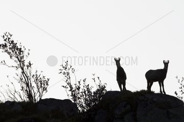 Chamois on rocks in backlighting in the Vosges France