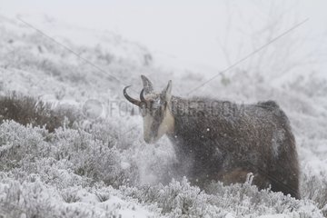 Chamois scraping the ground under the snow Vosges France