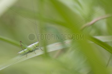 Short winged conehead on a leaf France