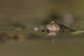 Common toad in water in the spring France