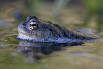 Portrait of a common toad in water in the spring France