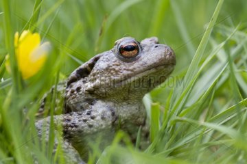 Common toad in the grass in the spring France