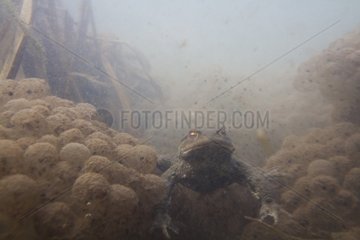 Common Toad diving among eggs France
