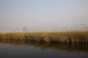 Swamps of the Okavango Delta Botswana