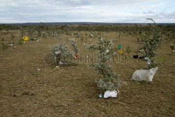 Plastic waste in the savannah Masai Mara Kenya