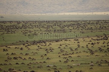 Wildebeest migration in Masai Mara Kenya savannah