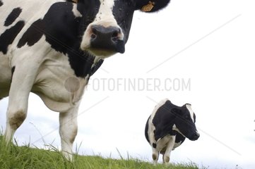 Vaches Prim'Holstein dans un pré Lozère