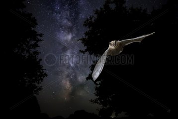 Serotine Bat flying at night and the milky way - Spain
