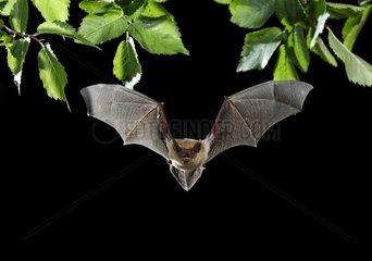 Serotine Bat flying at night - Spain