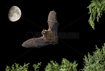 Serotine Bat flying at night and moon - Spain