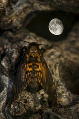 Death's-head Hawkmoth at night and the moon - Spain