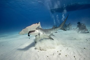 Great Hammerhead Shark and divers on sandy bottom - Bahamas