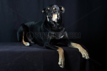 Dog lying on a black background