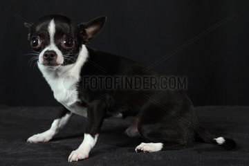 Chihuahua on a black background