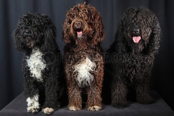 French Water Dogs on black background
