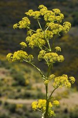 Inflorescences of Anethum at Tenerife Spain