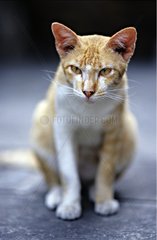 Rote und weiÃŸe Katze sitzen Thailand