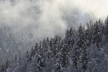 Forest in the Massif of Aravis in winter France