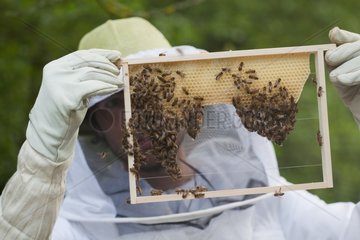 Manipulation and observation of building of Warre hive comb