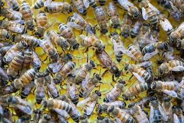 Bees workers around the queen on a wax sheet France