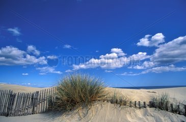 Protection on a coastal dune