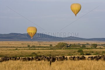 Hot air-balloons over a Gnus herd Masai Mara Kenya