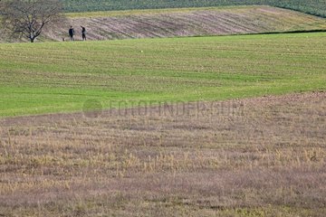 Hunters in fields in autumn Isere France