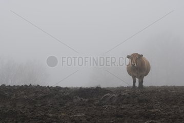 Aubrac cow in the fog Contraindications strengths Aubrac