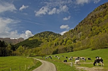 Troupeau de vaches vallée de la Wormsa Mittlach France