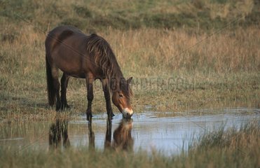 Exmoor Pony drinking Texel Island Netherland