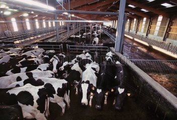 Prim'holstein -Kühe im Wartebereich  bevor Frankreich behandelt wird