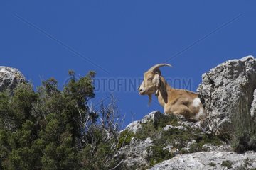 Goat on a rocky ridge in Aragon Spain