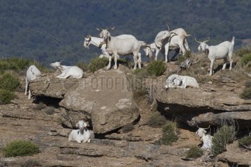Herd of Goats resting on rocks in Aragon Spain