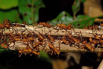Army Ants cohort on a stem French Guiana