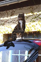 Cat sitting on the rear door of a car