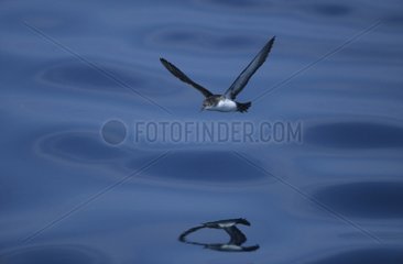 Puffin Yelkouan volant au dessus de la mer méditerranée