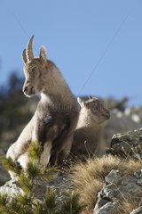 Alpine Ibex in the Mercantour NP France