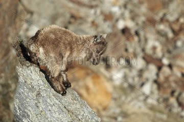 Young Alpine Ibex in the Mercantour NP France