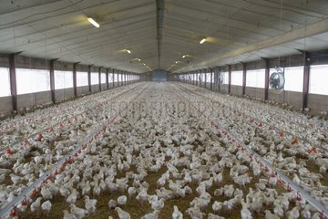 Elevage industriel de poulets destinés à l'engraissement