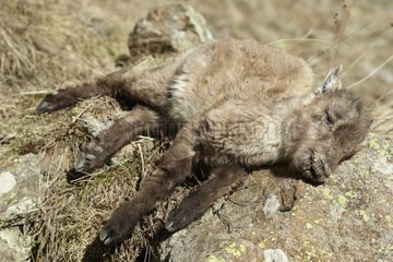 Young Alpine Ibex death in the Mercantour NP France