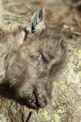 Young Alpine Ibex death in the Mercantour NP France
