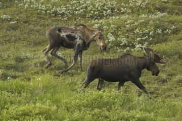Elan female attracting the attention of a young male in Alaska