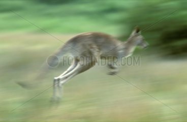 Ostgrau Känguru springen Victoria Australia