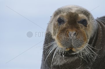 Bearded Seal resting on a floating ice pack