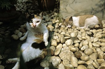 Cats lying down on pebbles Bangkok Thailand