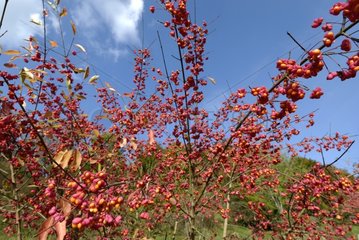 Spindle with fruits in autumn