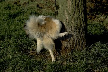 Hund urinieren gegen einen Frankreichbaum